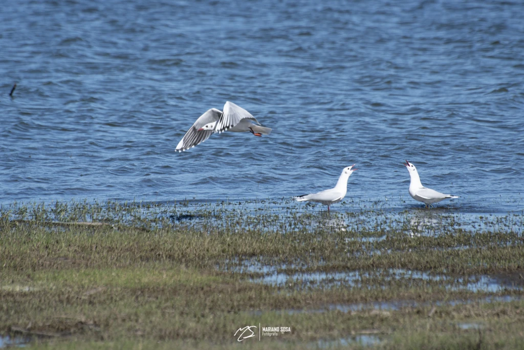 Gaviotas 